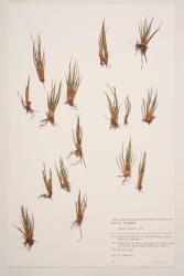 Isoetes alpina. Herbarium specimen from alpine tarn, St Arnaud Range, WELT P015449.
 Image: B. Hatton © Te Papa CC BY-NC 3.0 NZ
